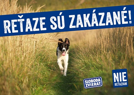 Parlament schválil zákaz reťazí už aj pre všetky skôr narodené psy - v platnosti od 1.1.2024 