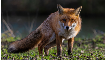 POZOR - prebieha vakcinácia líšok proti besnote