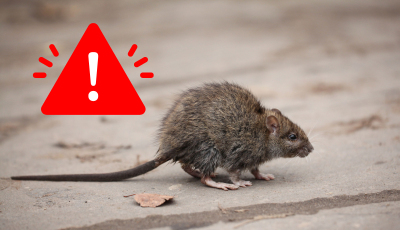 Oznam o jarnej deratizácií v meste