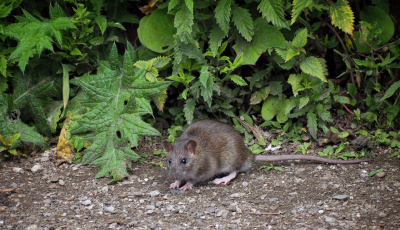 Oznam o vykonaní deratizácie v meste Sabinov