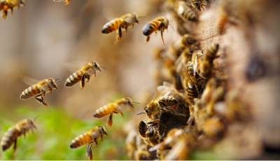 Nariadenie Regionálnej veterinárnej a potravinovej správy Prešov