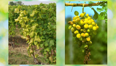 Upozornenie: Nebezpečné ochorenie viniča – Zlaté žltnutie viniča