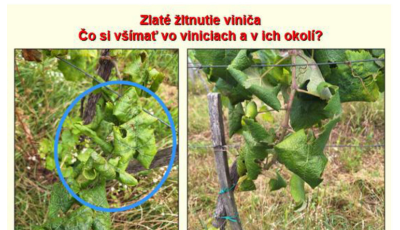 Upozornenie pre vinohradníkov a záhradkárov: Zlaté žltnutie viniča sa šíri aj na Slovensku