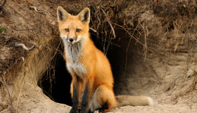 Jarná vakcinácia líšok proti besnote – pozor na návnady v teréne